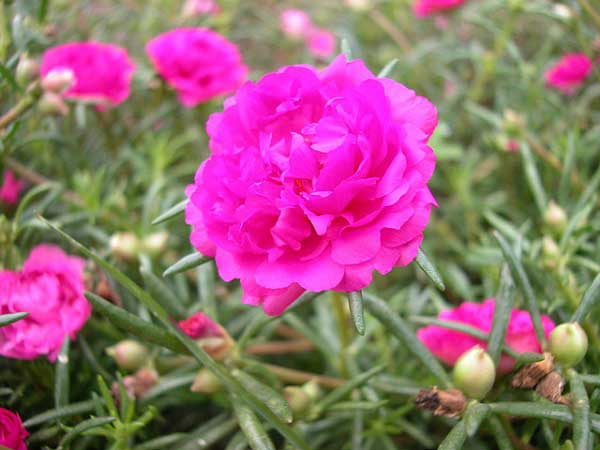 Giải mã ý nghĩa giấc mơ thấy hoa mười giờ