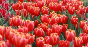 Mơ thấy hoa tulip đánh con gì trúng lớn?