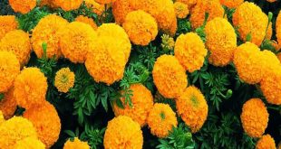 Giải mã ý nghĩa giấc mơ thấy hoa vạn thọ