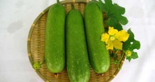 Mơ thấy quả bầu mang ý nghĩa gì?