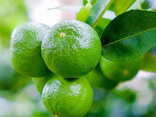 Nằm mơ thấy quả chanh đánh con gì