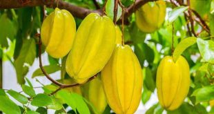 Giải mã giấc mơ thấy quả khế chi tiết?