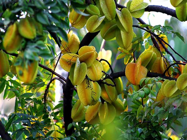 Mơ thấy quả khế đánh con gì trúng thưởng lớn?