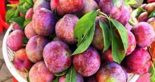 Giải mã ý nghĩa giấc mơ thấy quả mận