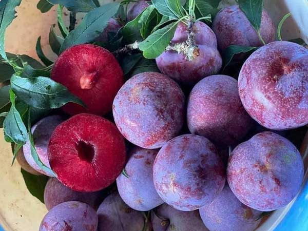 Mơ thấy quả mận đánh con gì trúng thưởng lớn?