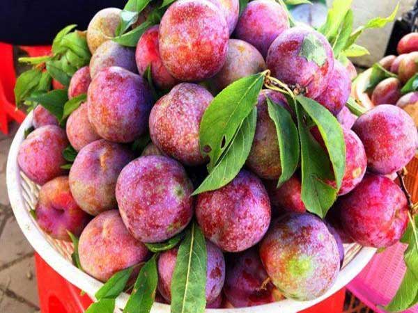 Giải mã ý nghĩa giấc mơ thấy quả mận