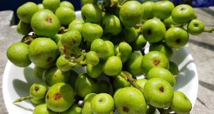 Nằm mơ thấy quả sung là điềm báo lành hay dữ?