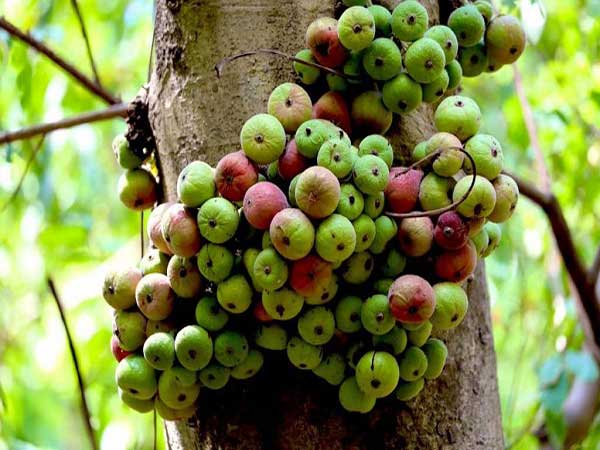 Nằm mơ thấy quả sung đánh con gì trúng lớn?