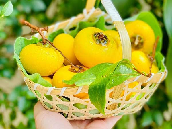 Nằm mơ thấy quả thị đánh con gì trúng lớn?