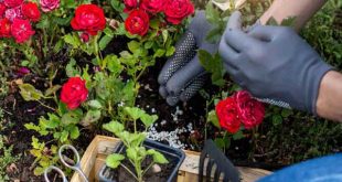 Mơ thấy trồng hoa là điềm lành hay dữ?