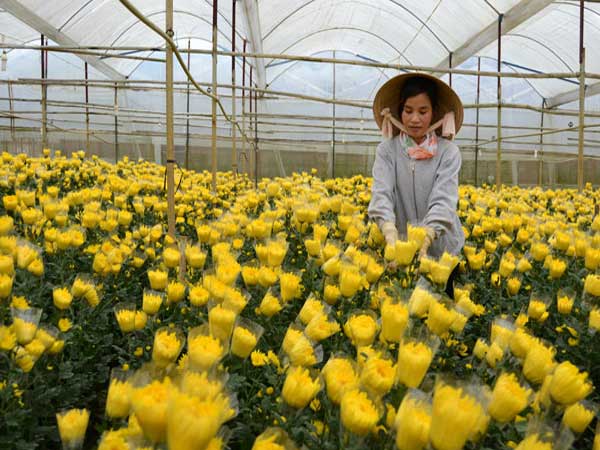 Nằm mơ thấy trồng hoa đánh con gì trúng đậm?