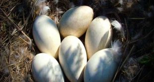 Nằm mơ thấy trứng ngỗng đánh con gì trúng lớn?