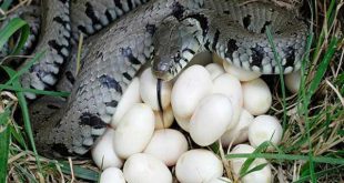 Mơ thấy trứng rắn đánh con gì trúng lớn?