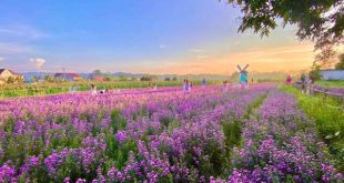 Giải mã ý nghĩa giấc mơ thấy vườn hoa