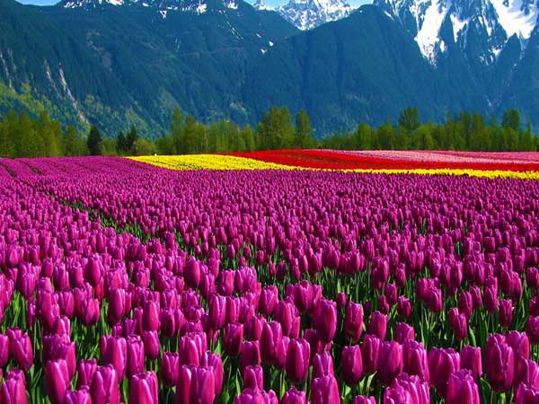 Mơ thấy vườn hoa đánh con gì trúng đậm?