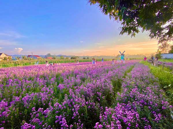 Giải mã ý nghĩa giấc mơ thấy vườn hoa