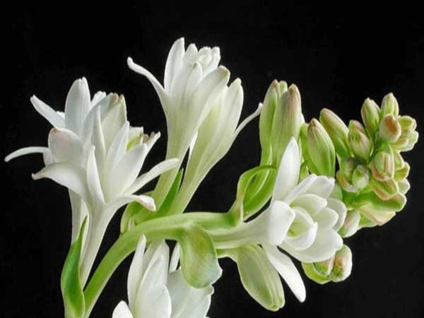 Giải mã ý nghĩa giấc mơ thấy hoa huệ trắng