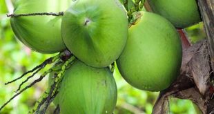 Nằm mơ thấy quả dừa là điềm báo lành hay dữ?