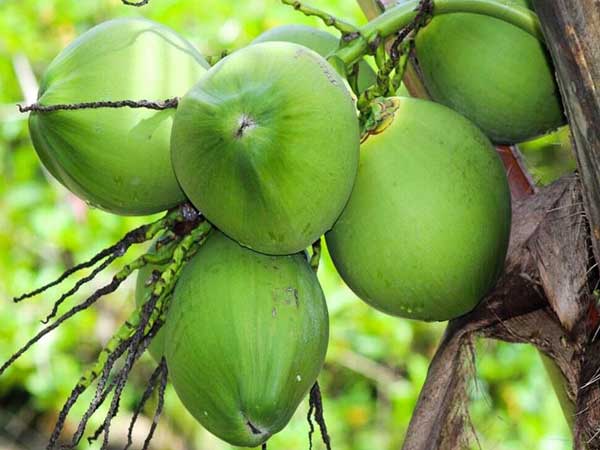 Nằm mơ thấy quả dừa là điềm báo lành hay dữ?