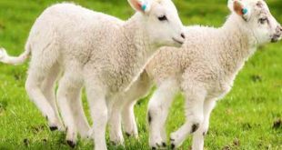 Gặp con cừu có điềm báo tốt hay xấu, nên thử vận may số nào?