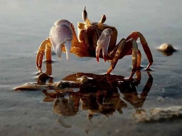 Nhìn thấy con cua chọn số nào