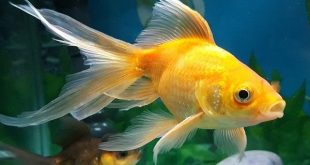thấy cá vàng 1
