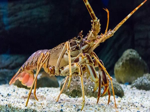 Nhìn thấy tôm có ý nghĩa gì