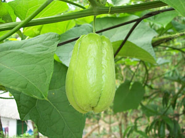 Trường hợp nhìn thấy quả su su trong vườn chọn số nào, có ý nghĩa gì