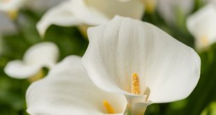 Nhìn thấy hoa màu trắng là điềm gì? Có phải điềm báo rước lộc về?