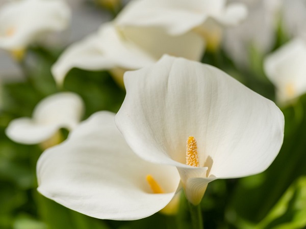 Nhìn thấy hoa màu trắng là điềm gì? Có phải điềm báo rước lộc về?