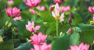 Nhìn thấy hoa sen có điềm tốt hay xấu, con số may mắn nào?