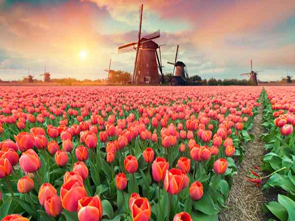 Thấy Một cánh đồng hoa tulip Thấy Một cánh đồng hoa tulip