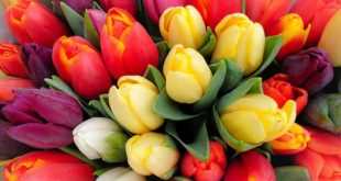 Nhìn thấy hoa tulip có điềm báo lành hay dữ, con số nào may?