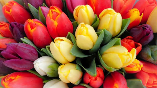 Thấy hoa tulip nở Nhìn thấy hoa tulip có điềm báo lành hay dữ, con số nào may?