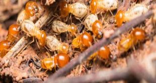 Nhìn thấy con mối có ý nghĩa gì? nên chọn con số may mắn nào?