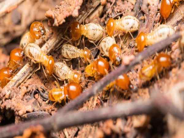 Nhìn thấy con mối có ý nghĩa gì? Nhìn thấy con mối có ý nghĩa gì? nên chọn con số may mắn nào?