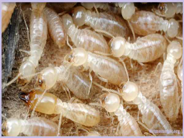 Con số may mắn khi nhìn thấy con mối? Con số may mắn khi nhìn thấy con mối?