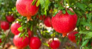 Nhìn thấy quả lựu có điềm báo gì, số may mắn khi thấy quả lựu