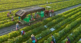 Luận giải nhìn thấy nông trại và các điềm báo thú vị