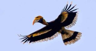 Thấy chim Hồng Hoàng