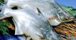 Nhìn thấy cá basa