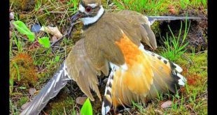 Nhìn thấy chim gãy cánh