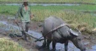 Nhìn thấy đi cày ruộng có phải điềm báo về sự nghiệp vất vả?