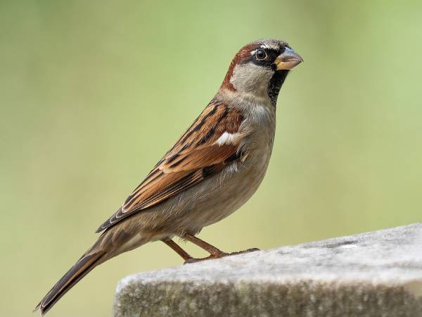 Ý nghĩa chim sẻ bay vào nhà điềm gì? Chim sẻ bay vào nhà báo điềm gì?