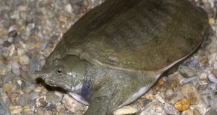 Đi đường gặp con ba ba là điềm báo bình an và may mắn?