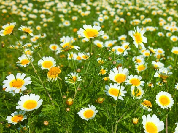 Trông thấy bông hoa cúc có con số nào may mắn?