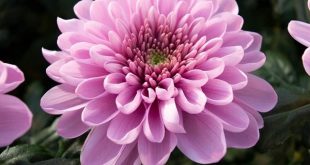 Trông thấy bông hoa cúc báo hiệu cho may mắn ghé thăm?