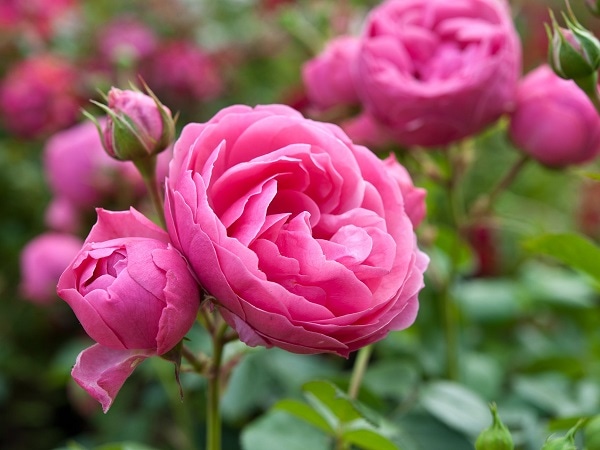 Đi đường bắt gặp hoa màu hồng có con số nào may mắn?