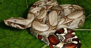 Thấy trăn đang săn mồi