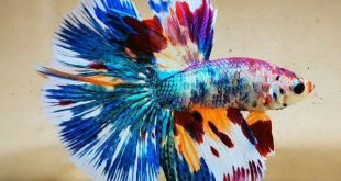 Đi bơi thấy cá cảnh mua vé số con gì may mắn